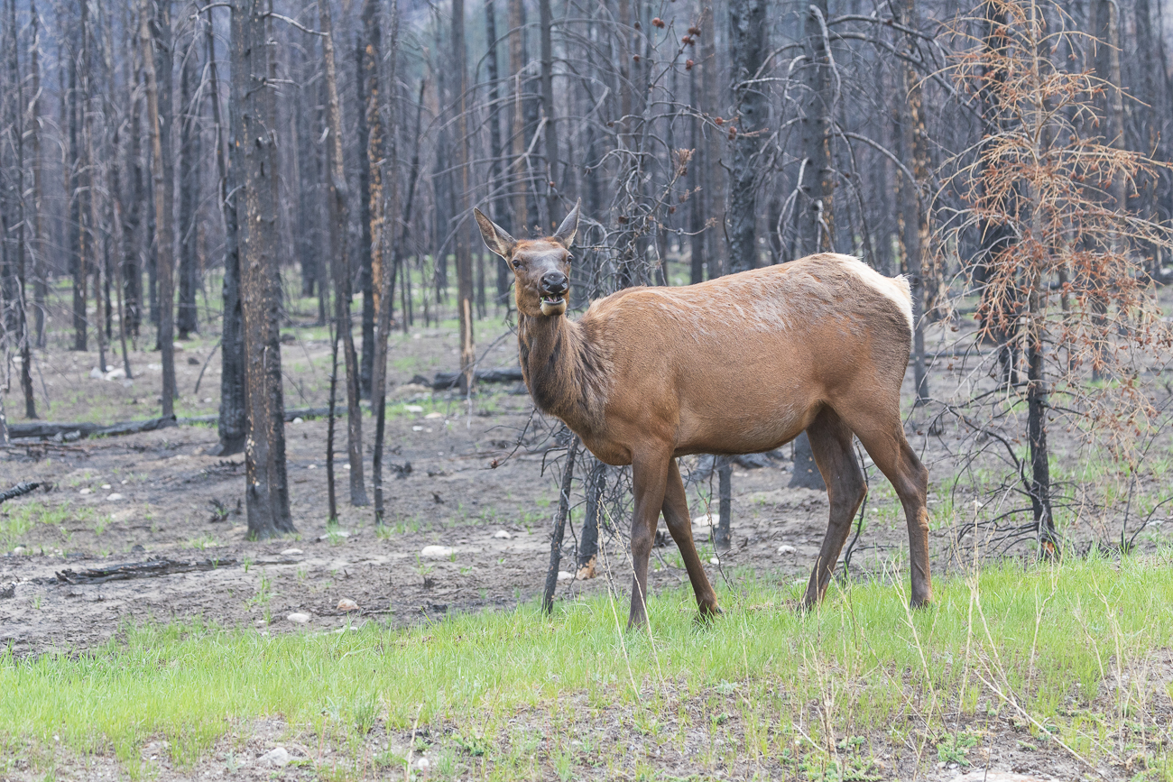 ... treffen wir auf eine Wapiti-Dame