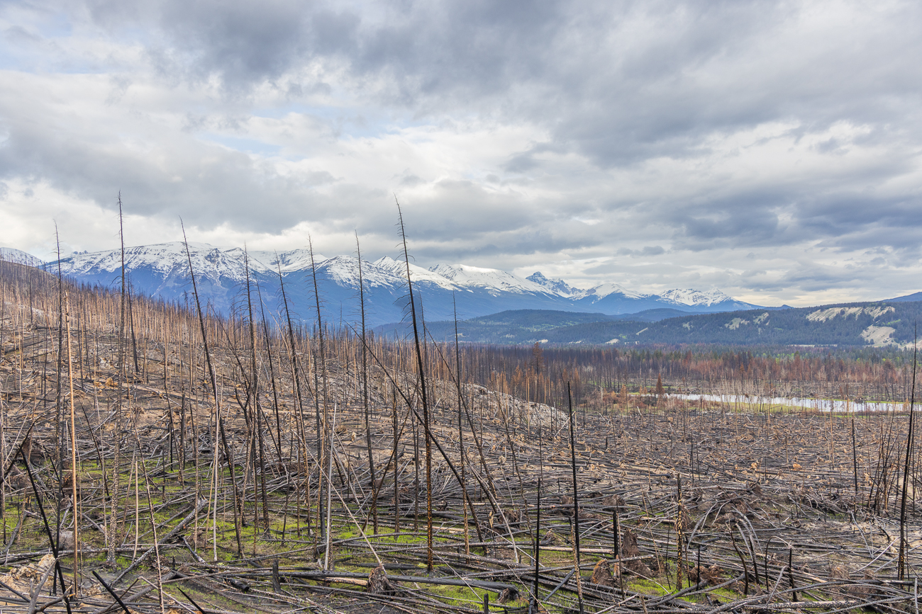 Rund um Jasper sieht man überall die Auswirkungen des verheerenden Waldbrandes von 2024