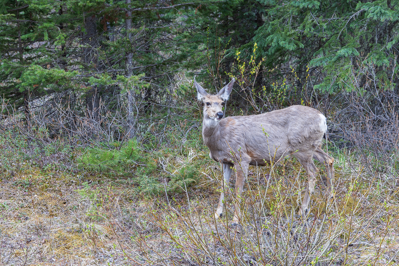 ... dort finden die Tiere, wie diese Maultierhirschkuh [Odocoileus hemionus], noch Nahrung