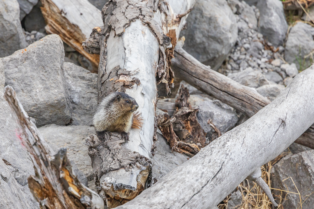 Waldmurmeltier [Marmota monax]