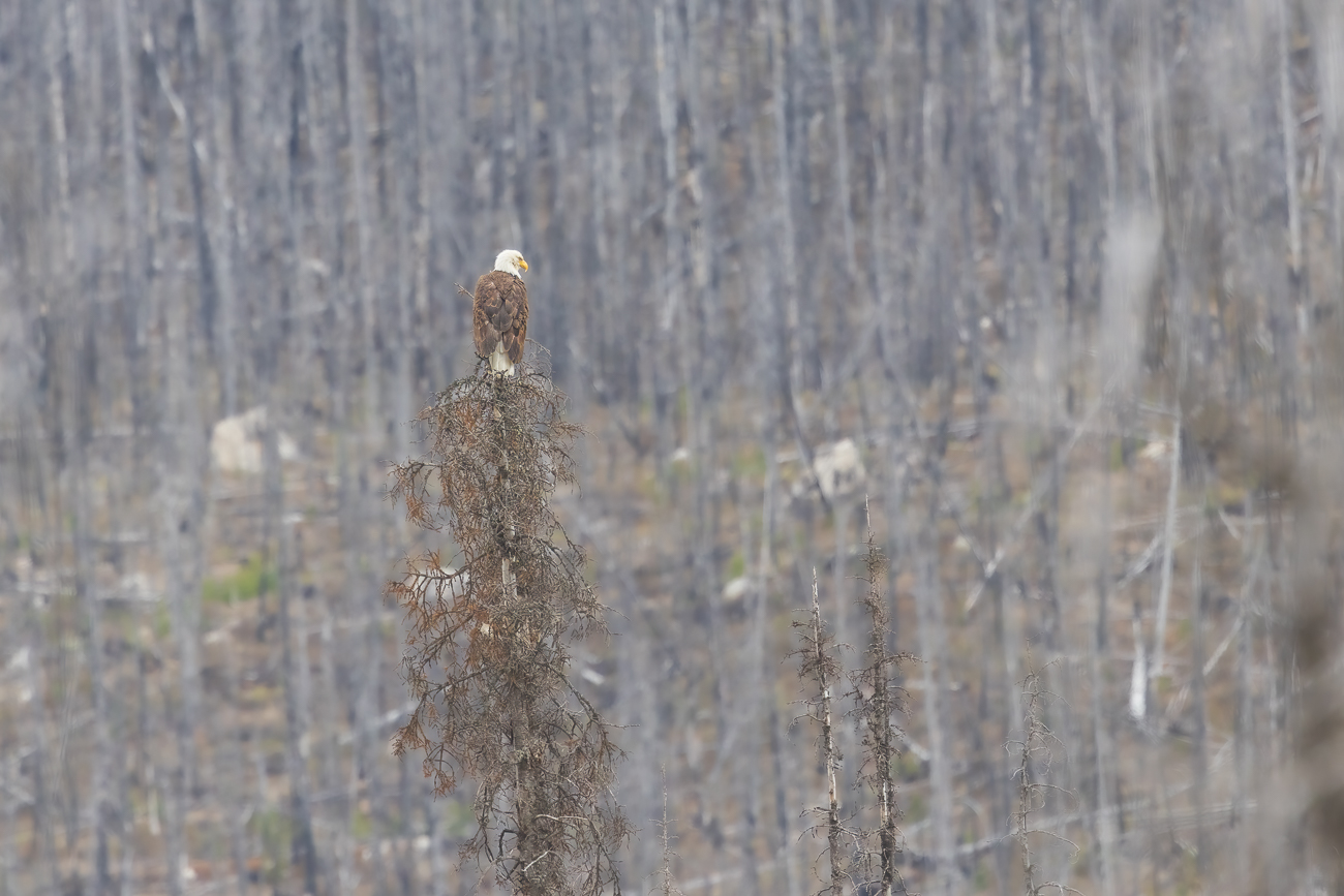 Ein Weißkopfseeadler sitzt auf einer Baumspitze ...