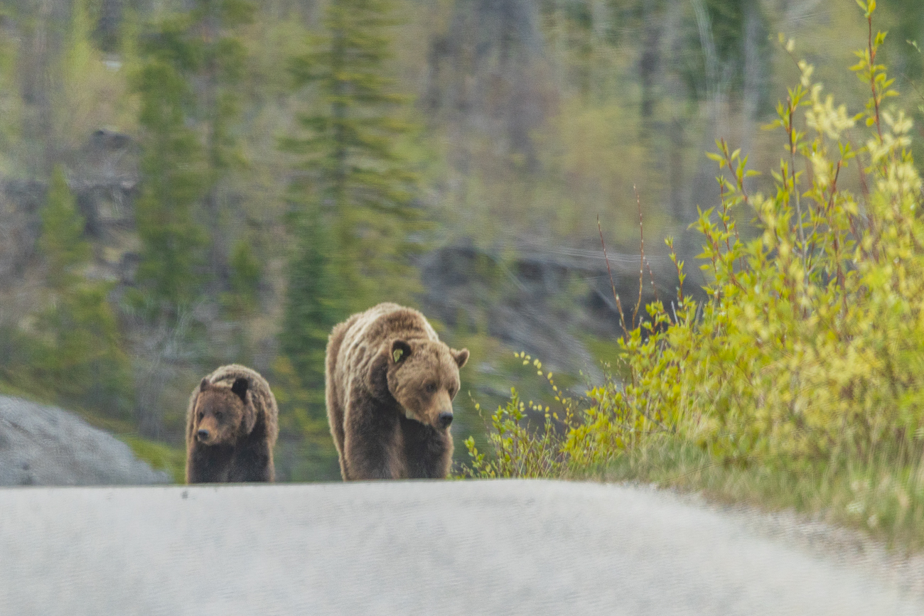 Kaum bin ich ins Auto gestiegen, taucht eine Grizzly-Familie vor uns auf