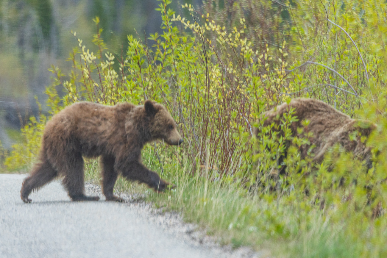 Die Mutter und beide Jungtiere ...