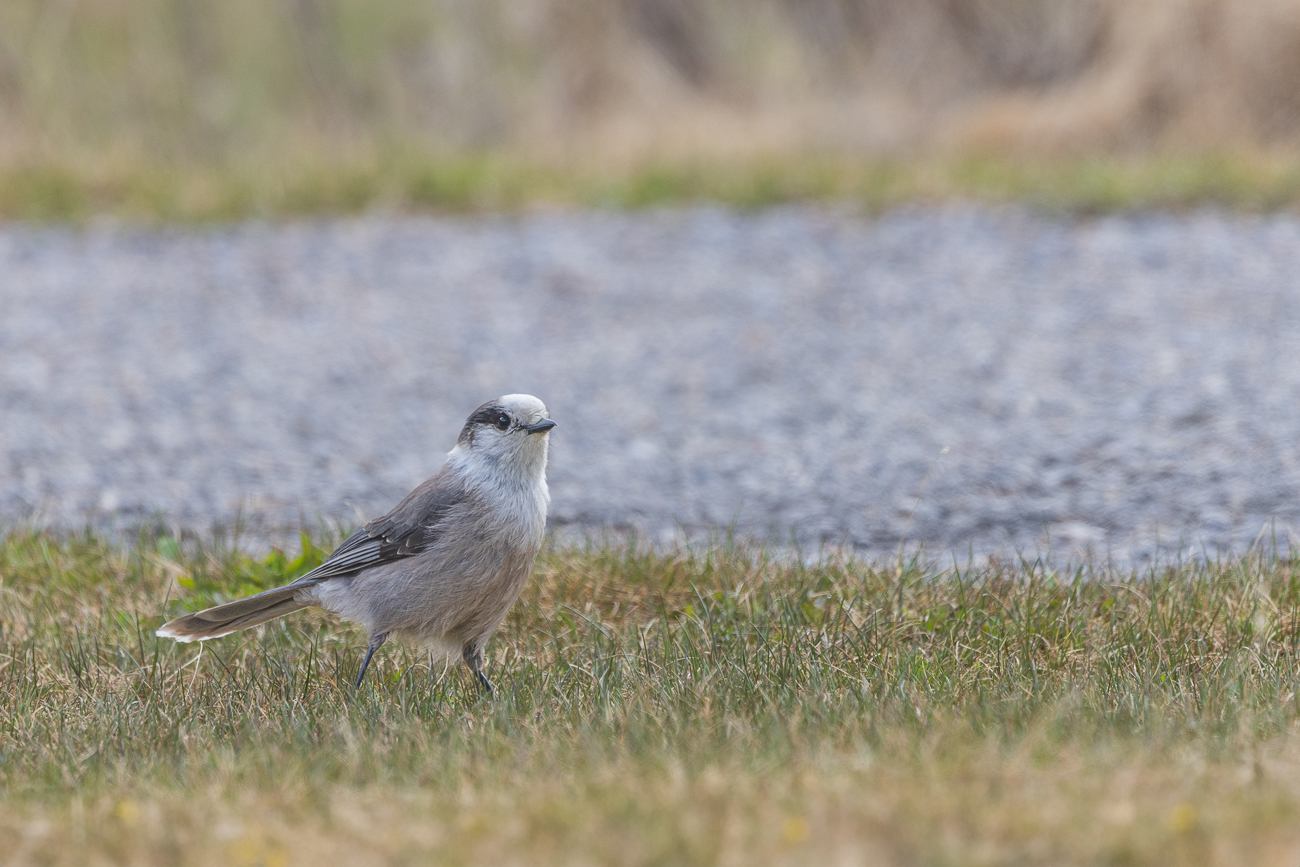 Meisenhäher [Perisoreus canadensis]