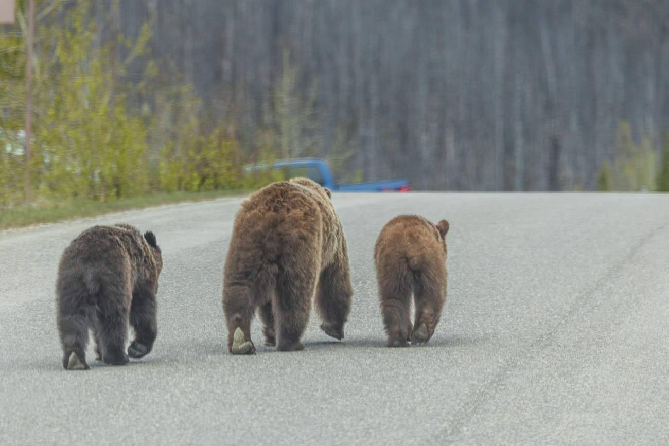 Am Medicine Lake treffen wir wieder auf die Grizzly-Familie
