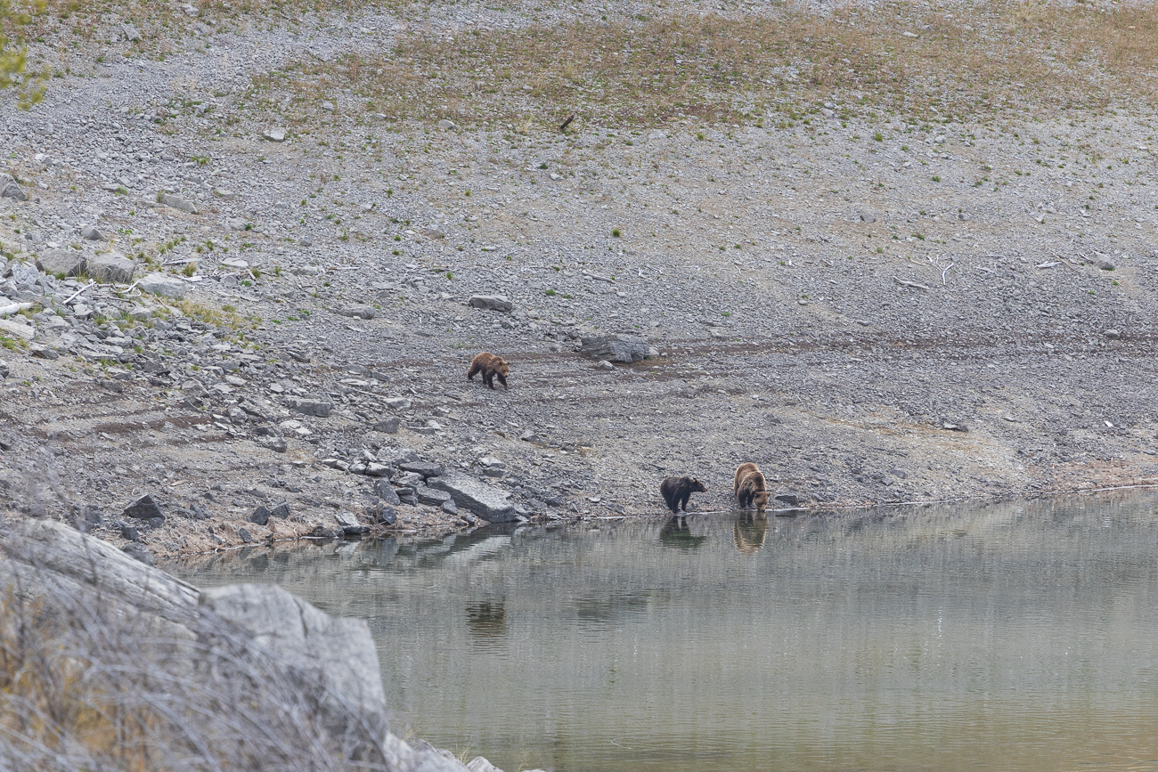 Die Bären laben sich am frischen Wasser des Sees ...