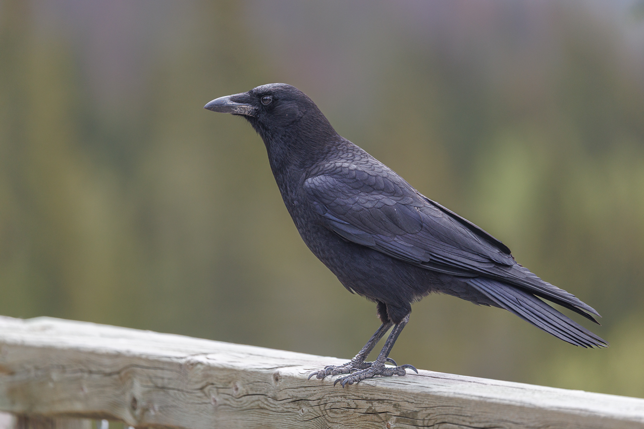 American Crow [Corvus brachyrhynchos]