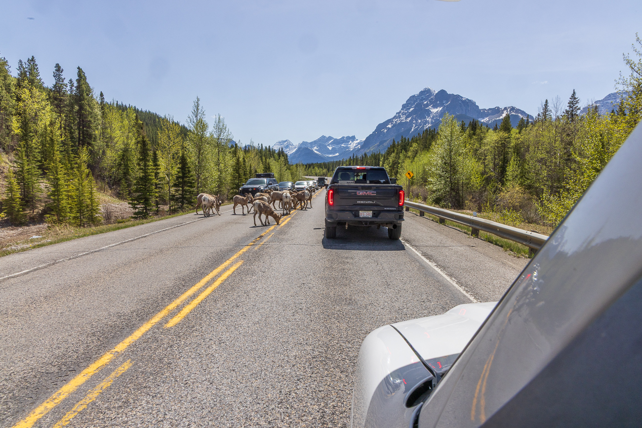 Hier treffen wir auf eine Herde Bighorn Schafe, die sich an den gelben Fahrbahnmarkierungen gütlich tun ...