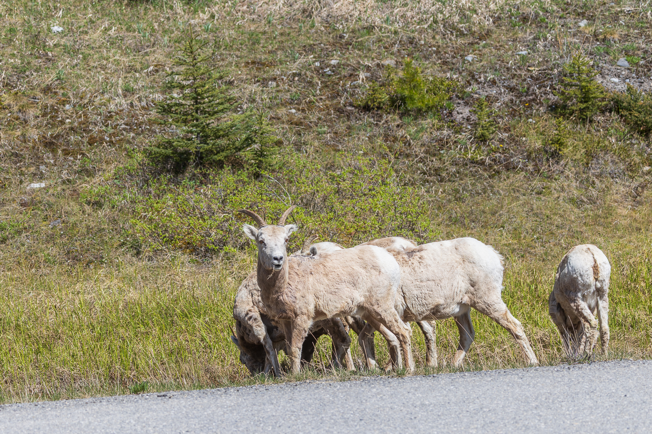 Diese Tiere fressen wenigstens das Gras am Fahrbahnrand ...