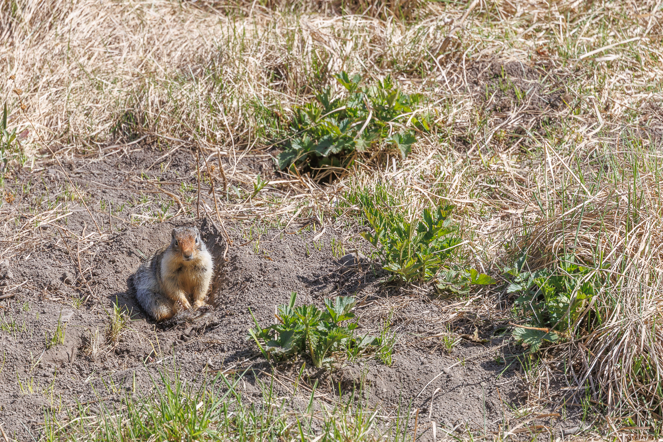 Auf der Wiese sind noch eine Menge mehr dieser possierlichen Tierchen zu entdecken