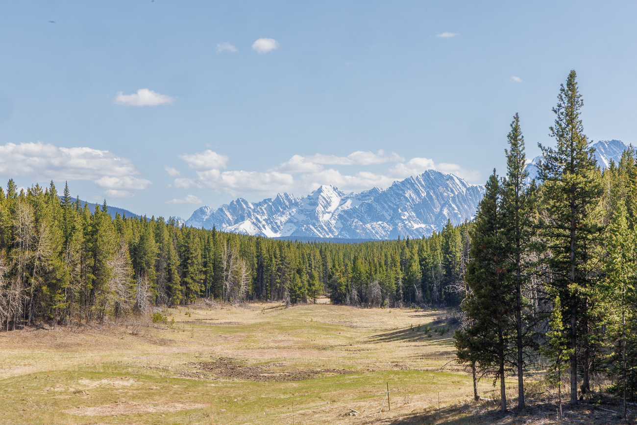 Auf dieser Wiese soll man Grizzlybären beobachten können, doch bis zum Abend lässt sich keiner blicken :-(