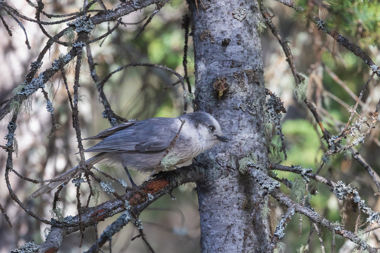 Ein Meisenhäher [Perisoreus canadensis] macht sich in einbem Baum bemerkbar