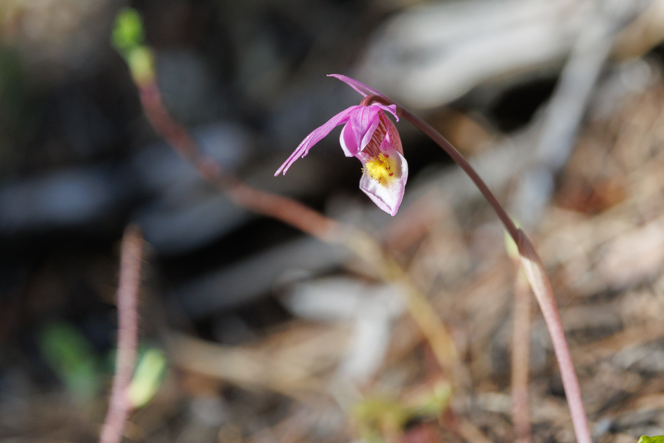 Die Norne [Calypso bulbosa] gehört zur Familie der Orchideengewächse [Orchidaceae]. Die Gattung Calypso ist monotypisch mit der Norne als einziger Art