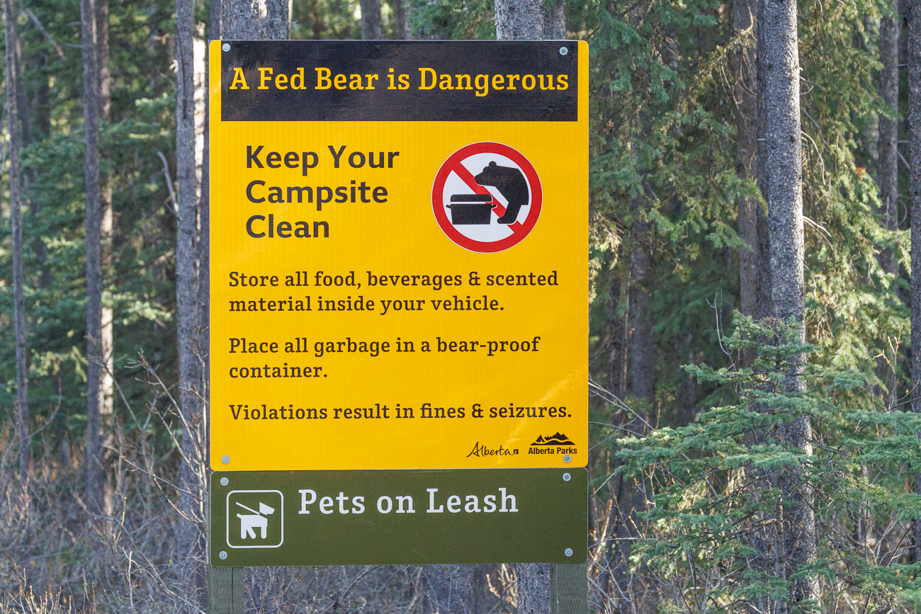 Unser Campground liegt mitten im Grizzly-Gebiet und lt. Camp-Managerin ist es durchaus möglich, dass die Bären über den Campingplatz laufen