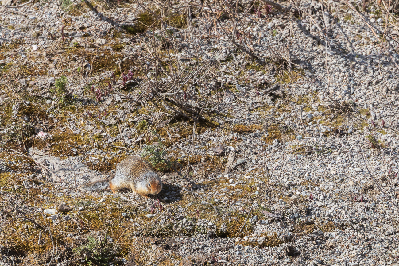 Unterwegs treffen wir auf ein Ground-Squirrel ...