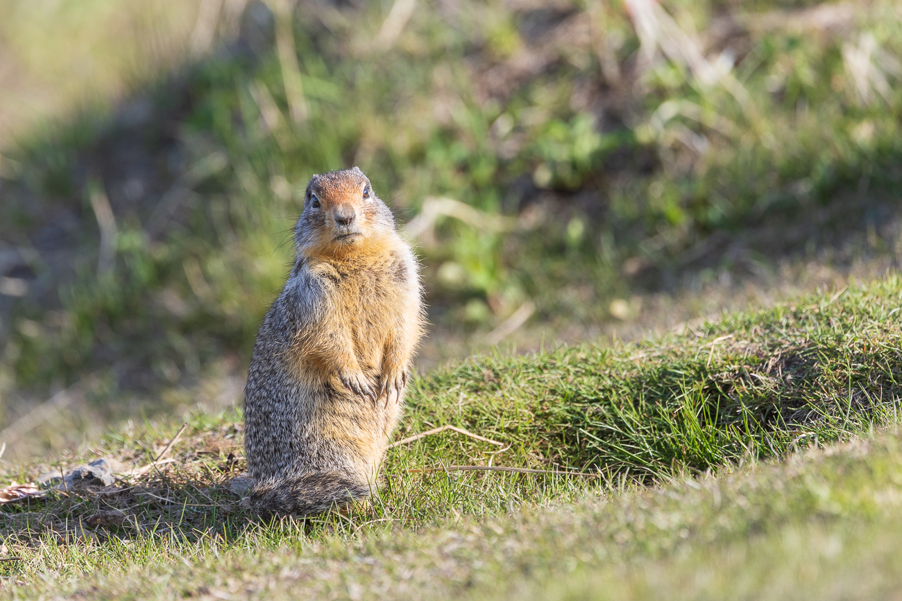 Um uns herum tollen Columbia-Ziesel [Urocitellus columbianus] herum