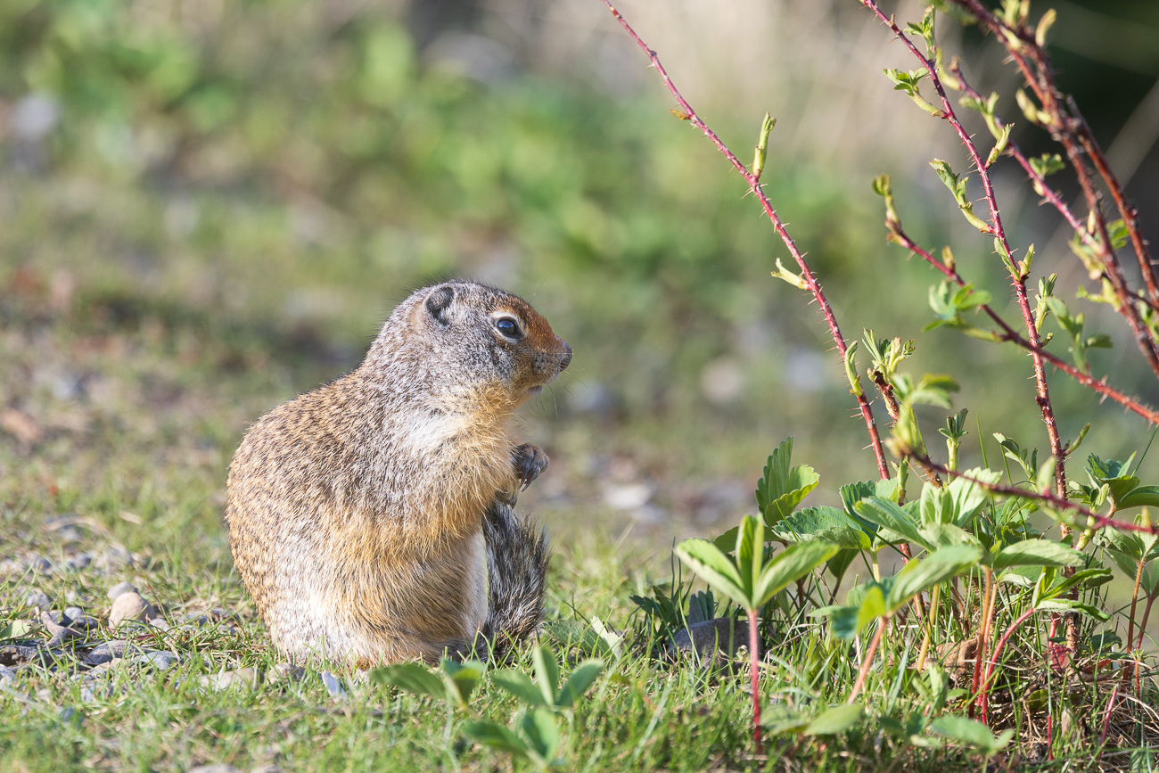 Immer auf der Suche nach Futter ...