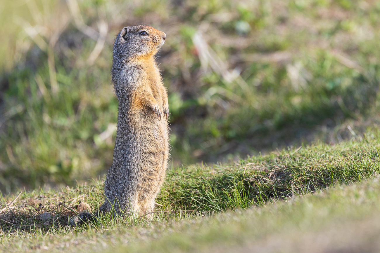 ... aber auch immer wachsam