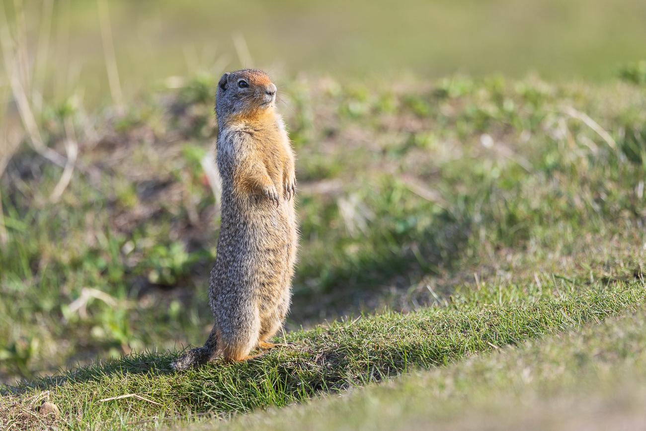 Die Tierchen sind auch neugierig ...