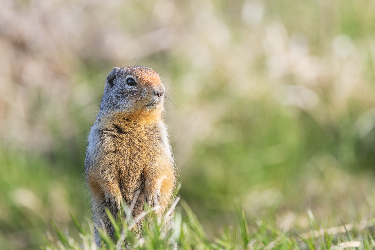 ... und huschen immer wieder ganz nahe zu uns