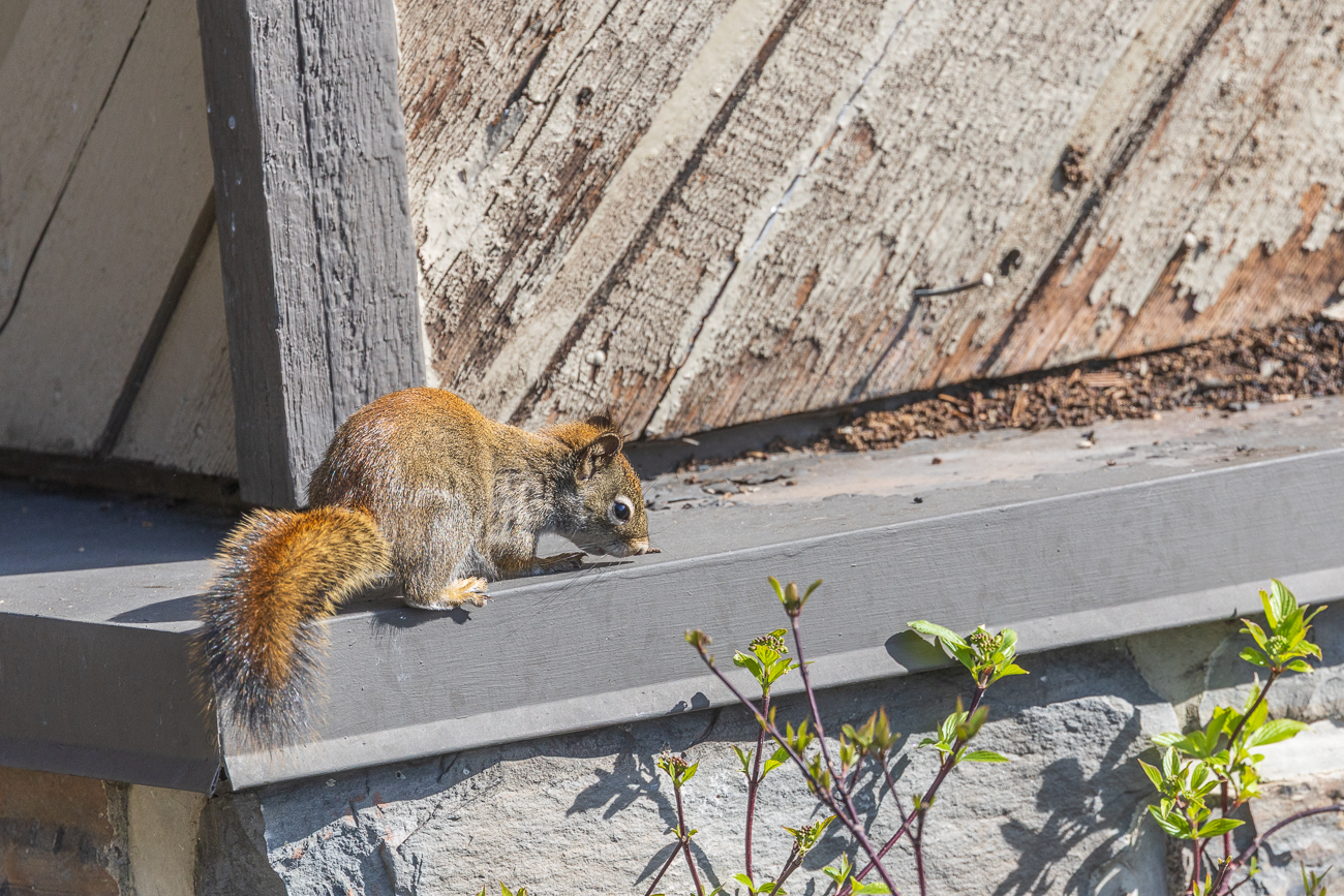 Doch wir können leider nur die kleinen Tiere um uns herum beobachten