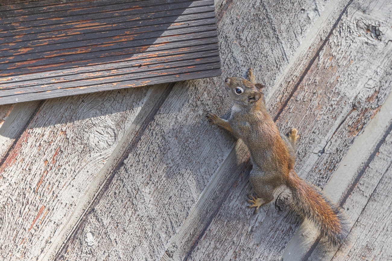 Das Eichhörnchen wuselt an der Hauswand entlang ...