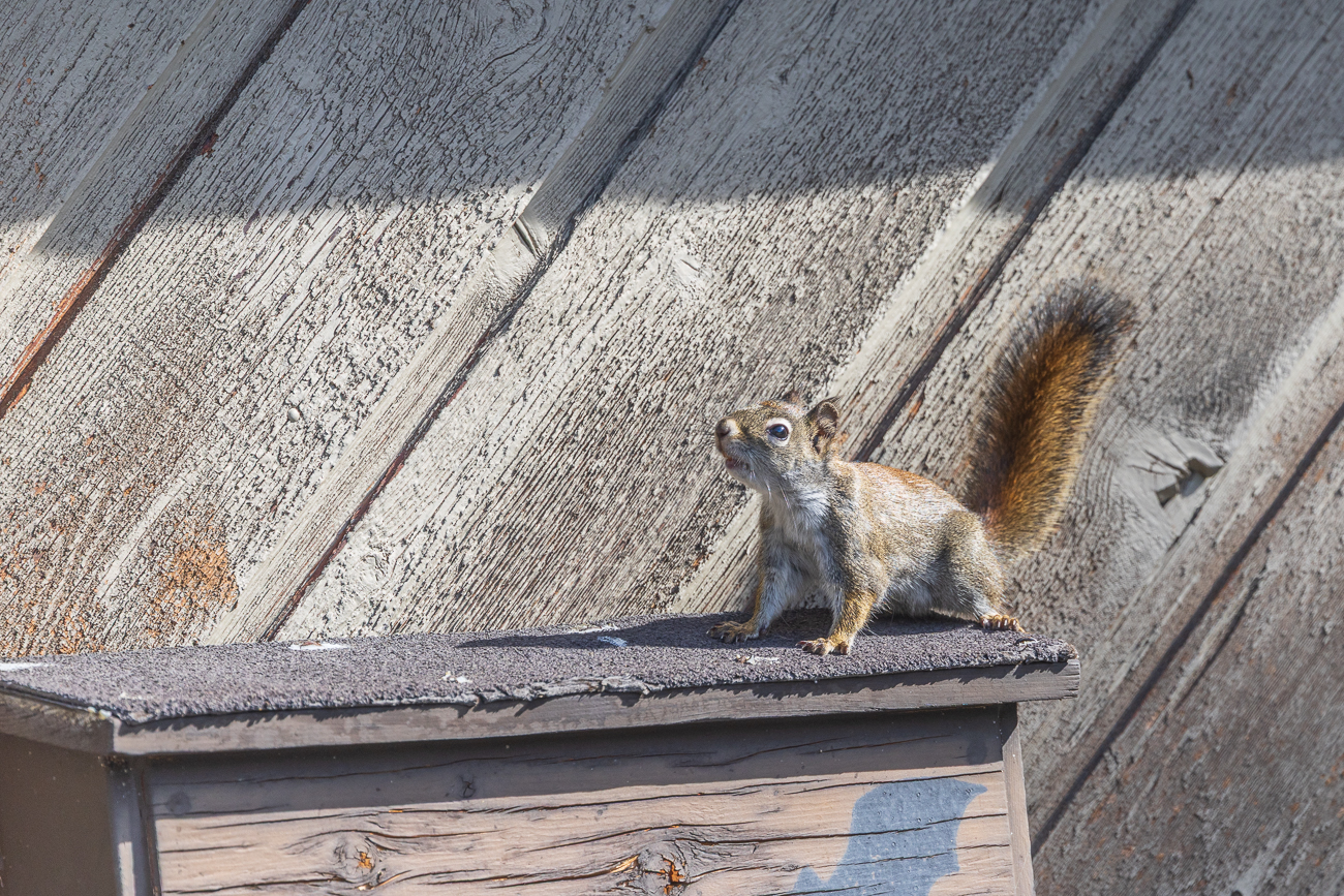... und schnuppert immer wieder