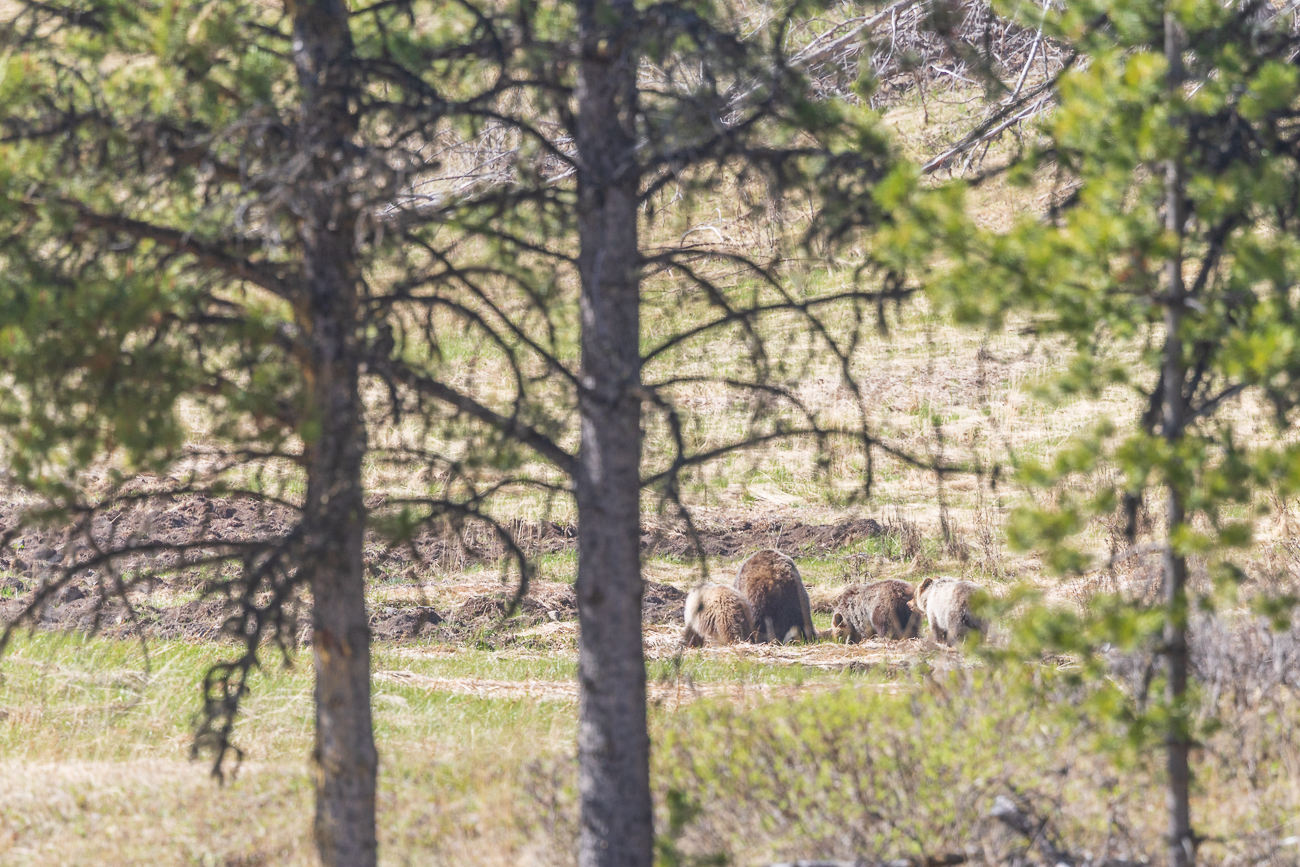 Gerade als wir zusammenpacken wollten, taucht dann doch eine Grizzlymutter mit drei Jungtieren auf ;-)