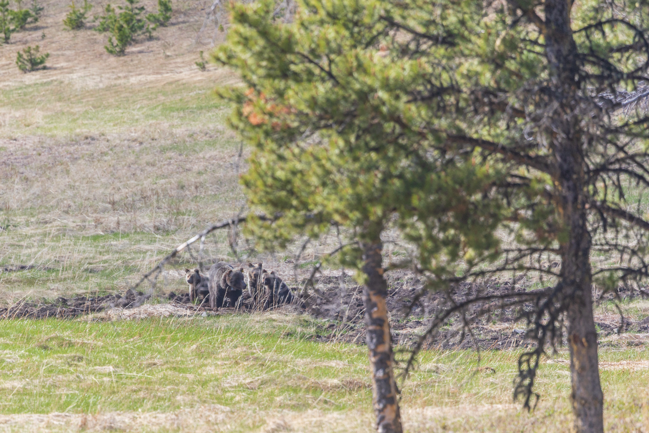Leider sind sie viel zu weit weg ...