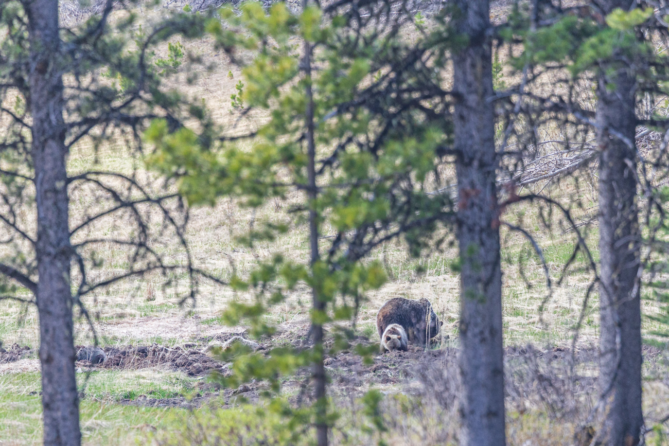 ... außerdem behindern immer wieder Zweige die Sicht auf die Bärenfamilie