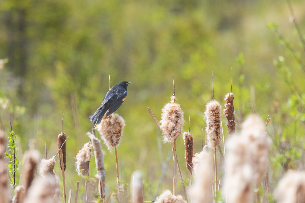 ... einem Naherholungsgebiet mit vielen Vögeln