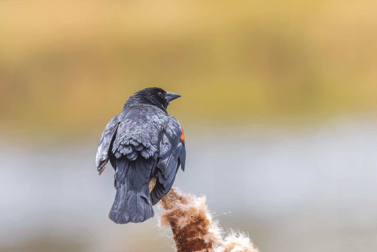 Rotflügelstärling [Agelaius phoeniceus] ...