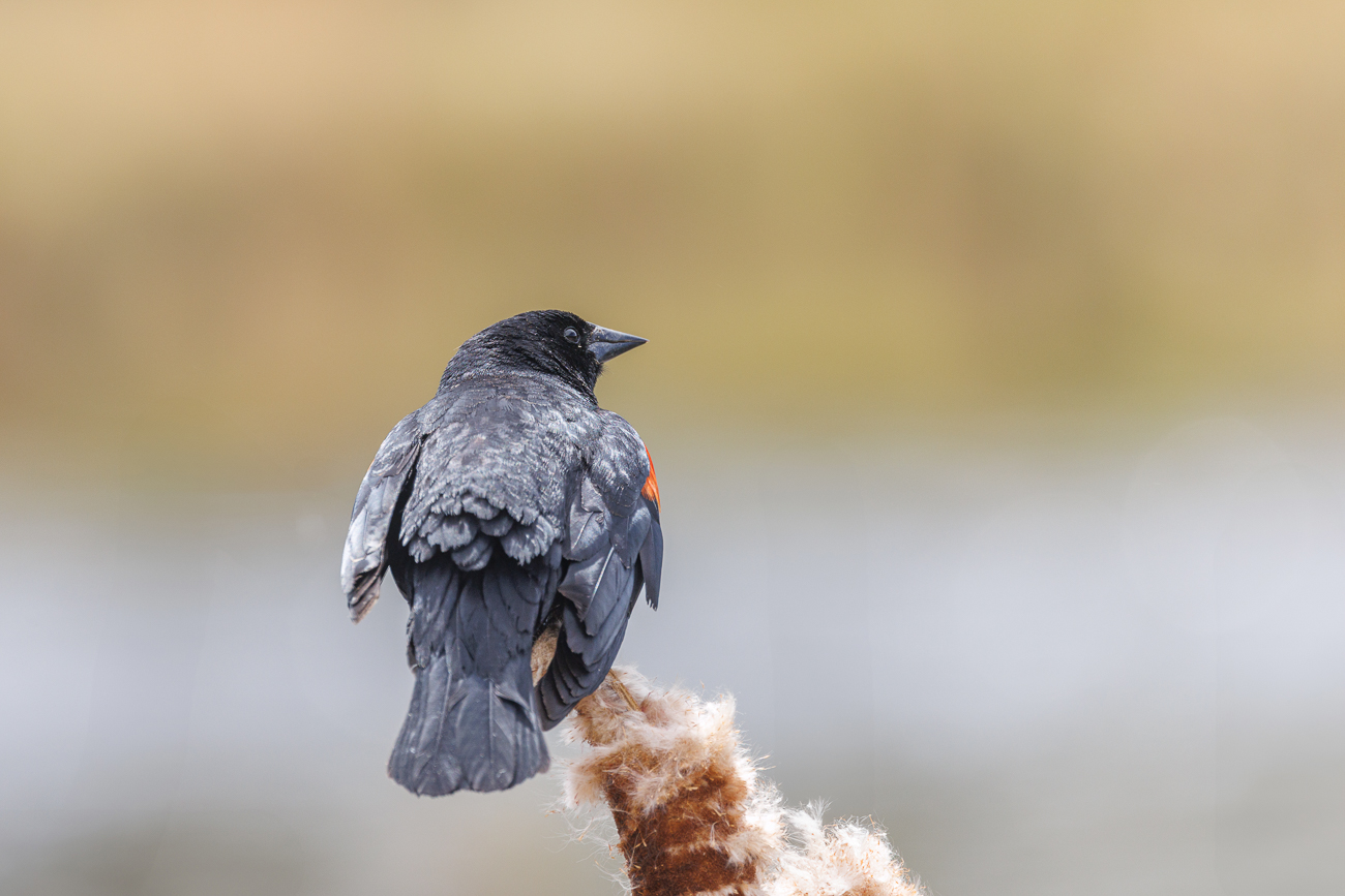 ... früher auch rotschulteriger Star oder Sumpfhordenvogel genannt