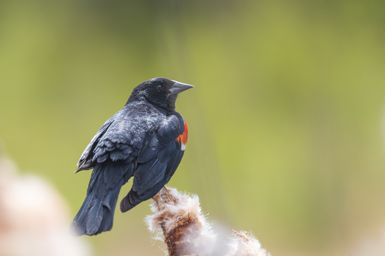 Dies ist der männliche Vogel ...