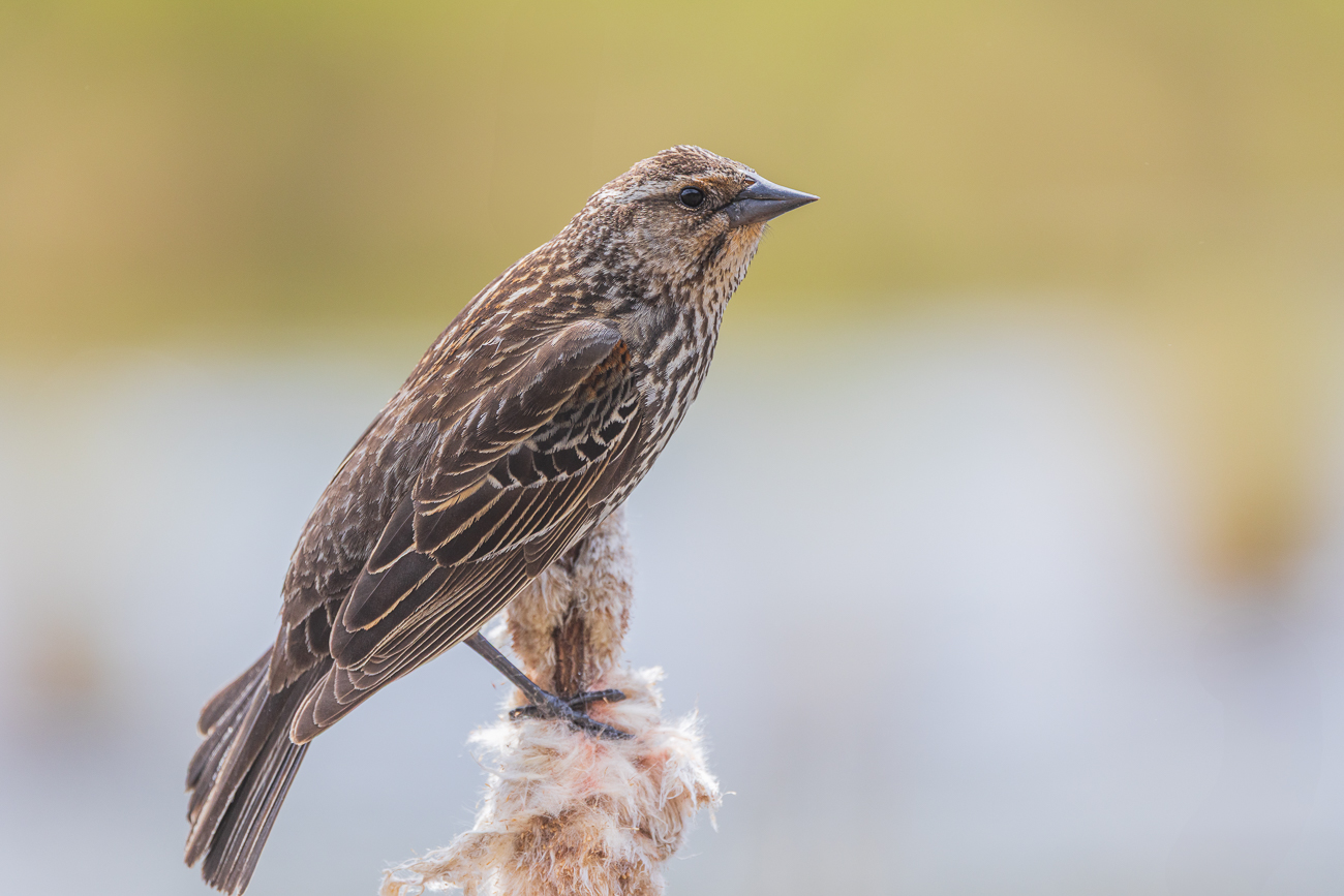 ... und dies das weibliche Pendant