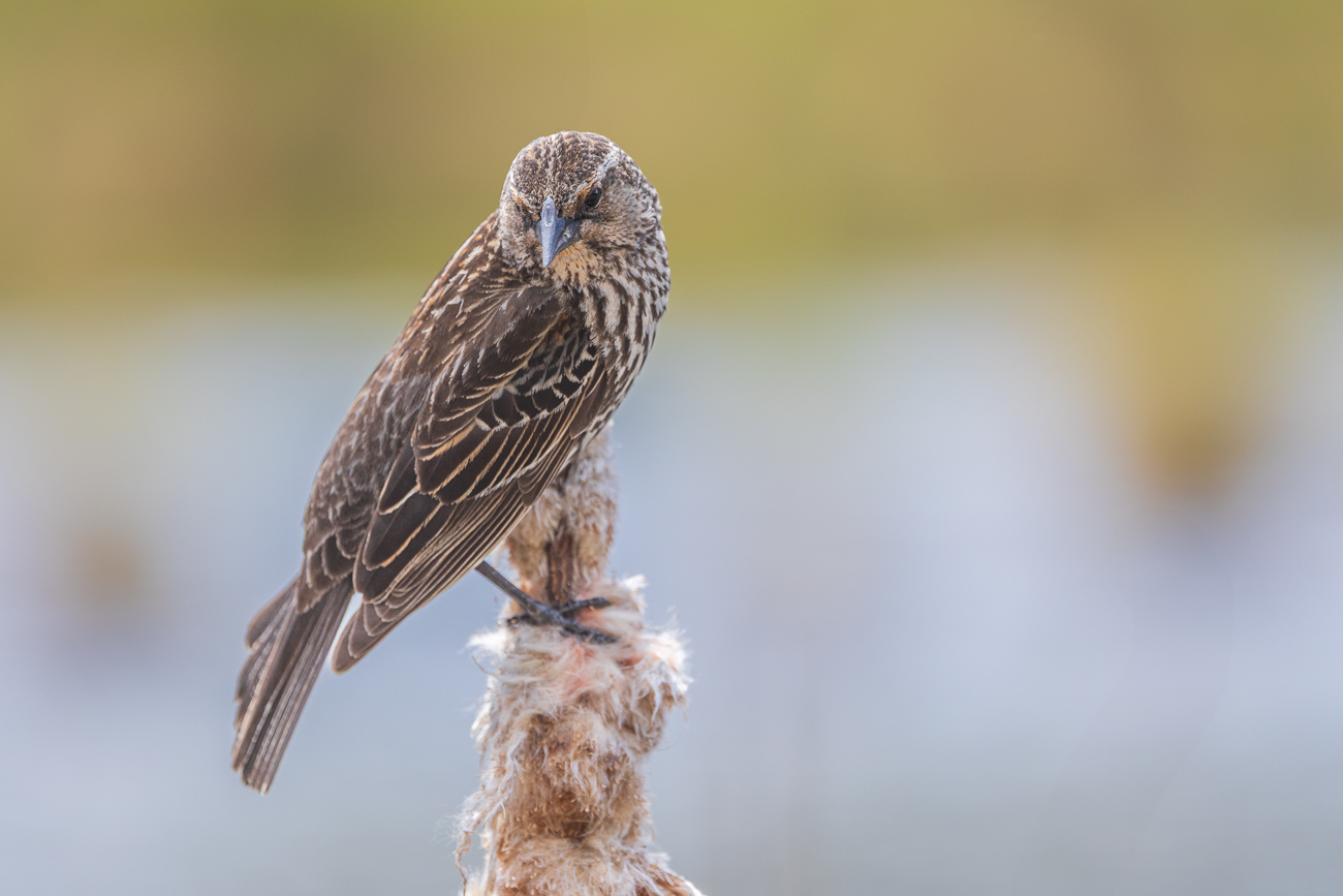 Wie in der Vogelwelt meist üblich ...