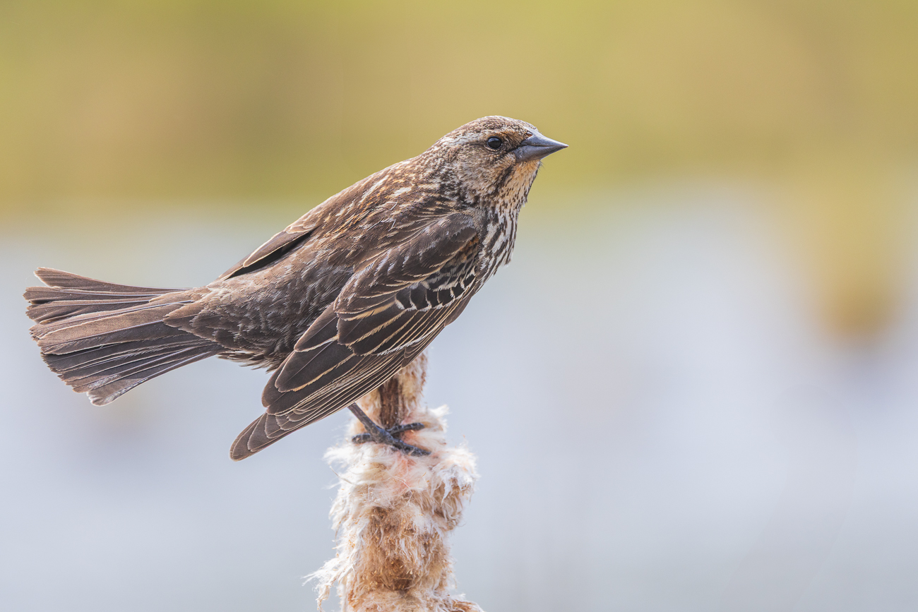 ... ist das weibliche Tier weniger bunt und auffallend