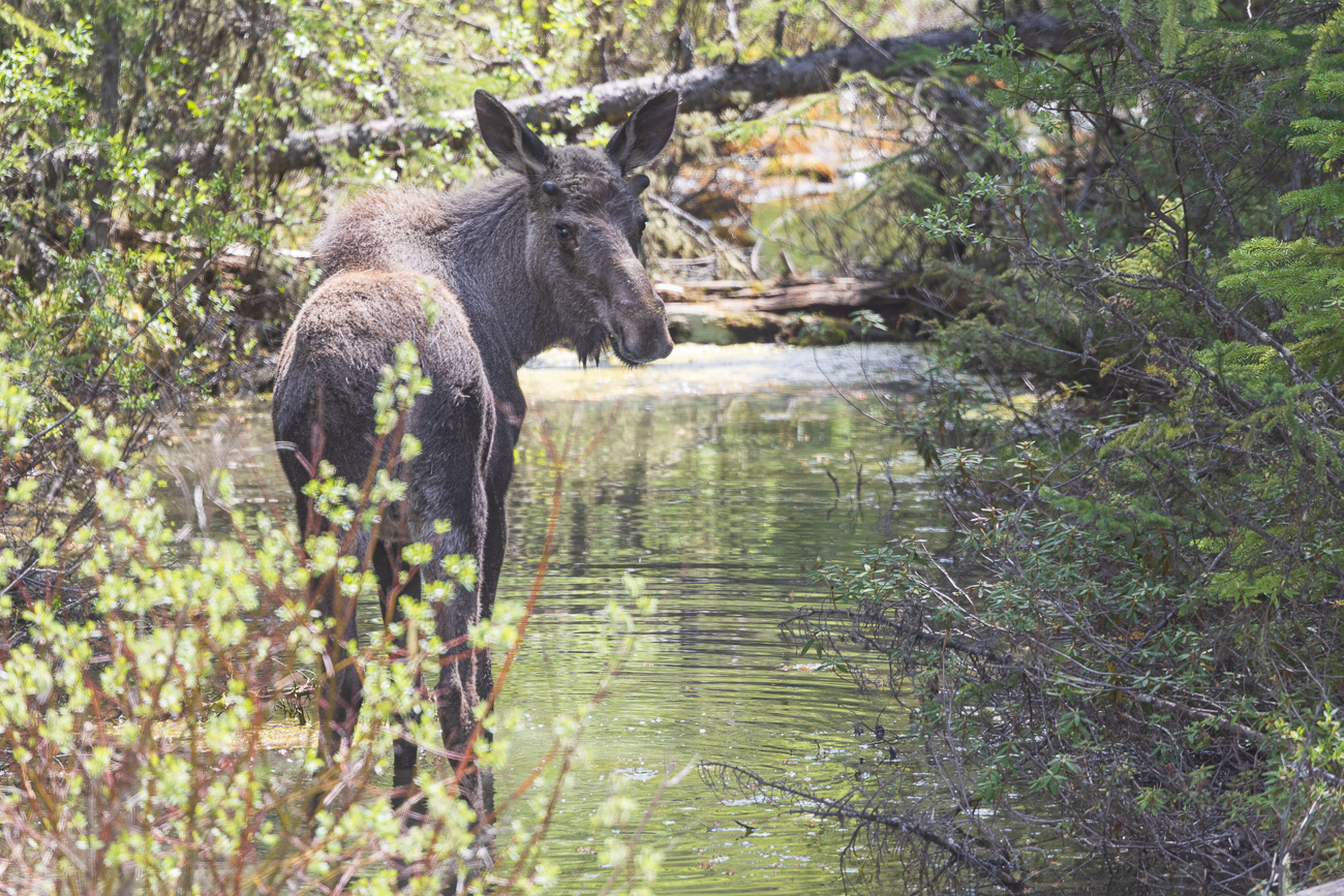 ... doch diesmal stimmt die Warnung/Ankündigung