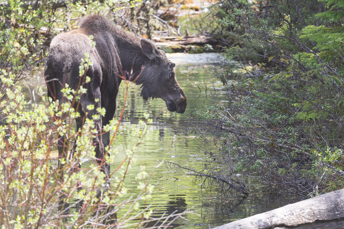 Im Dickicht neben der Straße ...