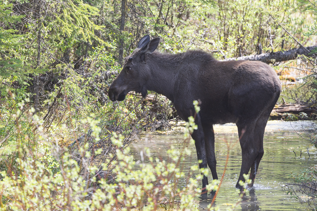 ... erblicken wir einen jungen Elchbullen [Alces alces]
