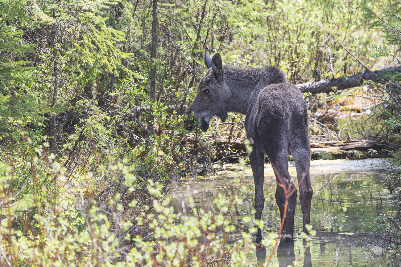 Dem Jungbullen wächst gerade das Geweih