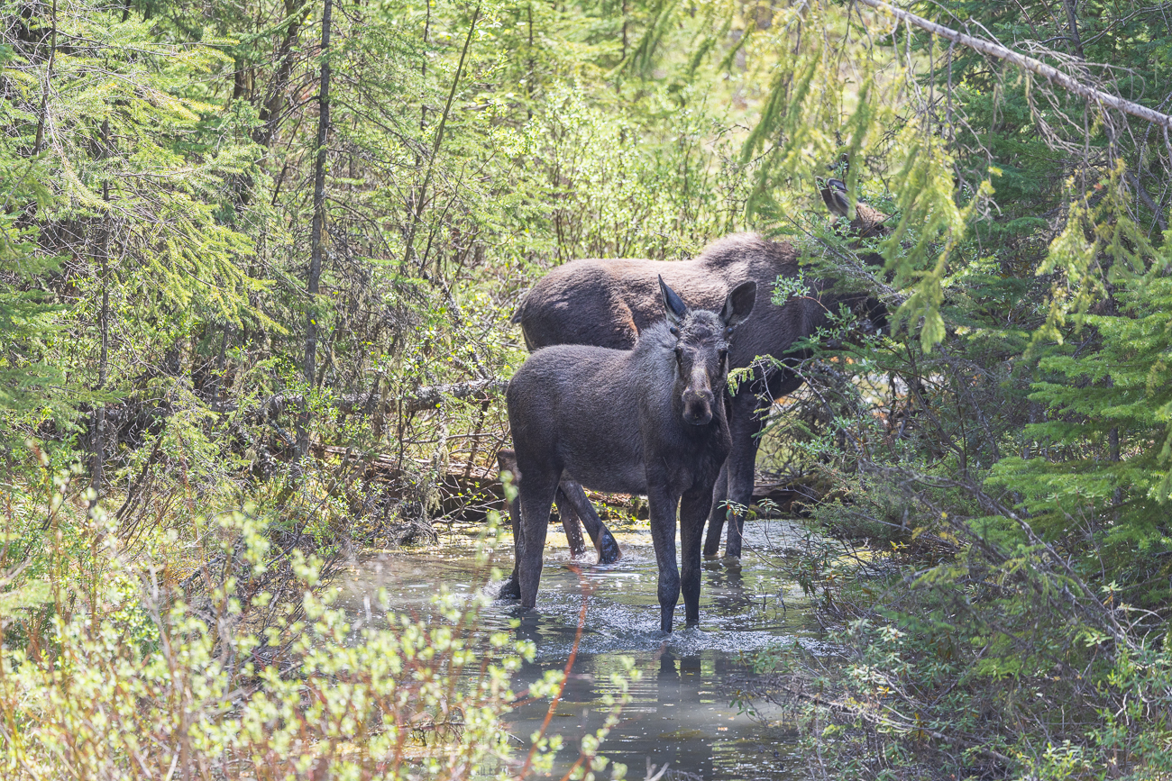 Plötzlich taucht neben dem Jungtier noch ein weiterer Elch auf