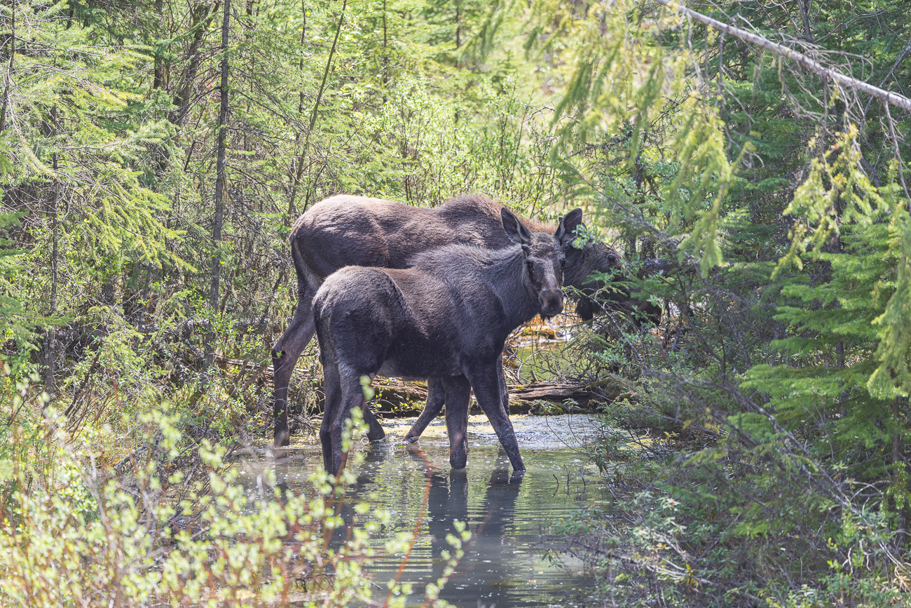 Zuerst dachten wir, das wäre die Mutter ...
