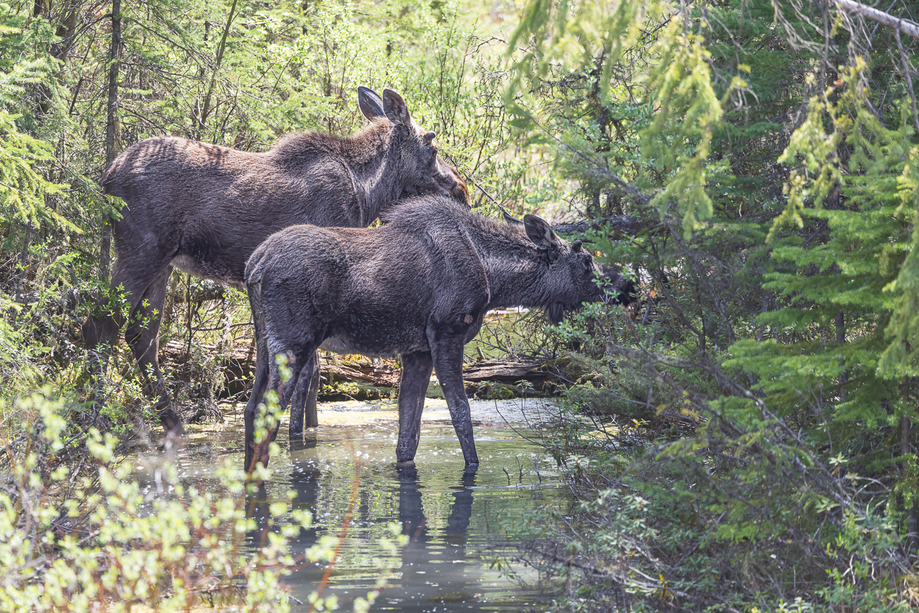 ... doch dann sehen wir die Geweihansätze und es ist auch ein Elchbulle