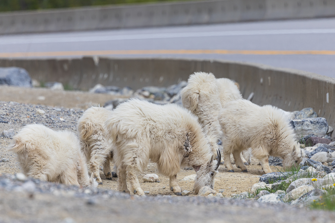 Einige Kurven weiter treffen wir auf eine Herde Schneeziegen [Oreamnos americanus] am Straßenrand