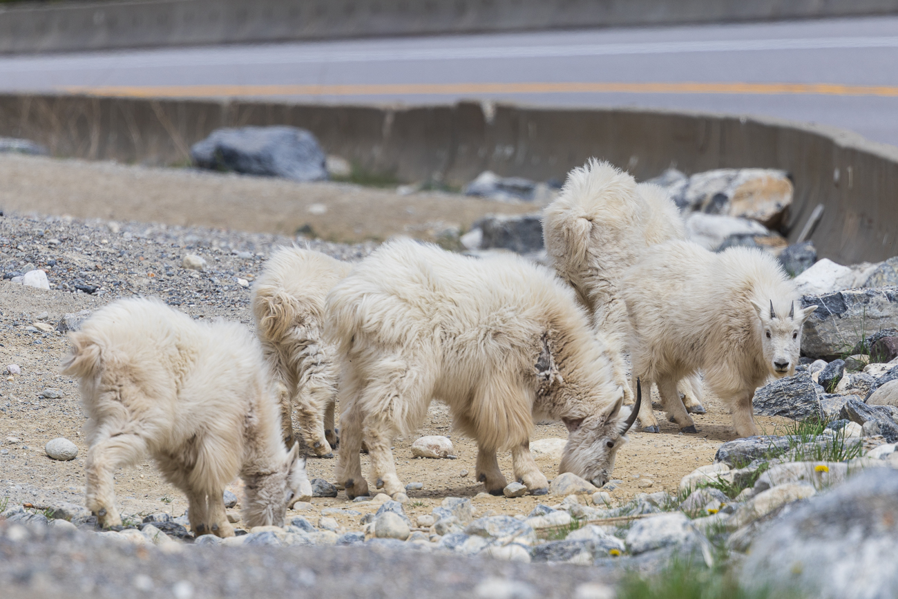 Ihr Lebensraum sind steile, felsige Gebirgsregionen, wo sie etwa auf alpinen Wiesen und Klippen leben. Im Sommer halten sie sich in Gebieten bis zu 5000 Metern Höhe auf, im Winter wandern sie in tiefergelegene Regionen hinunter. Anscheinend ist der Winter hier noch nicht vorbei