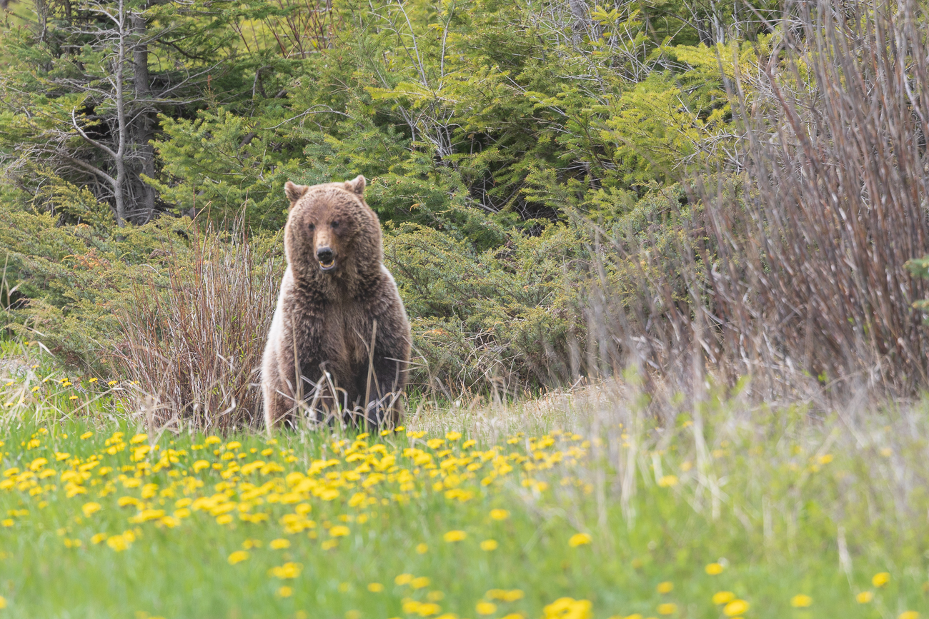 Heute ist anscheinend ein guter Wildlife-Tag ...