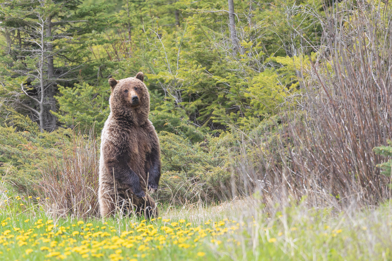 ... wir treffen auf eine Grizzlymutter mit zwei Jungtieren [Ursus arctos horribilis]