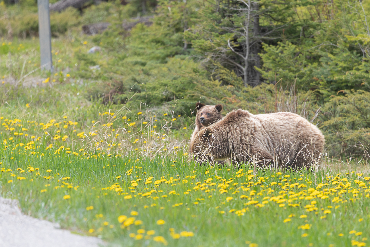 Die Jungtiere sind sehr scheu und flüchten bei jedem vorbeifahrendem Auto