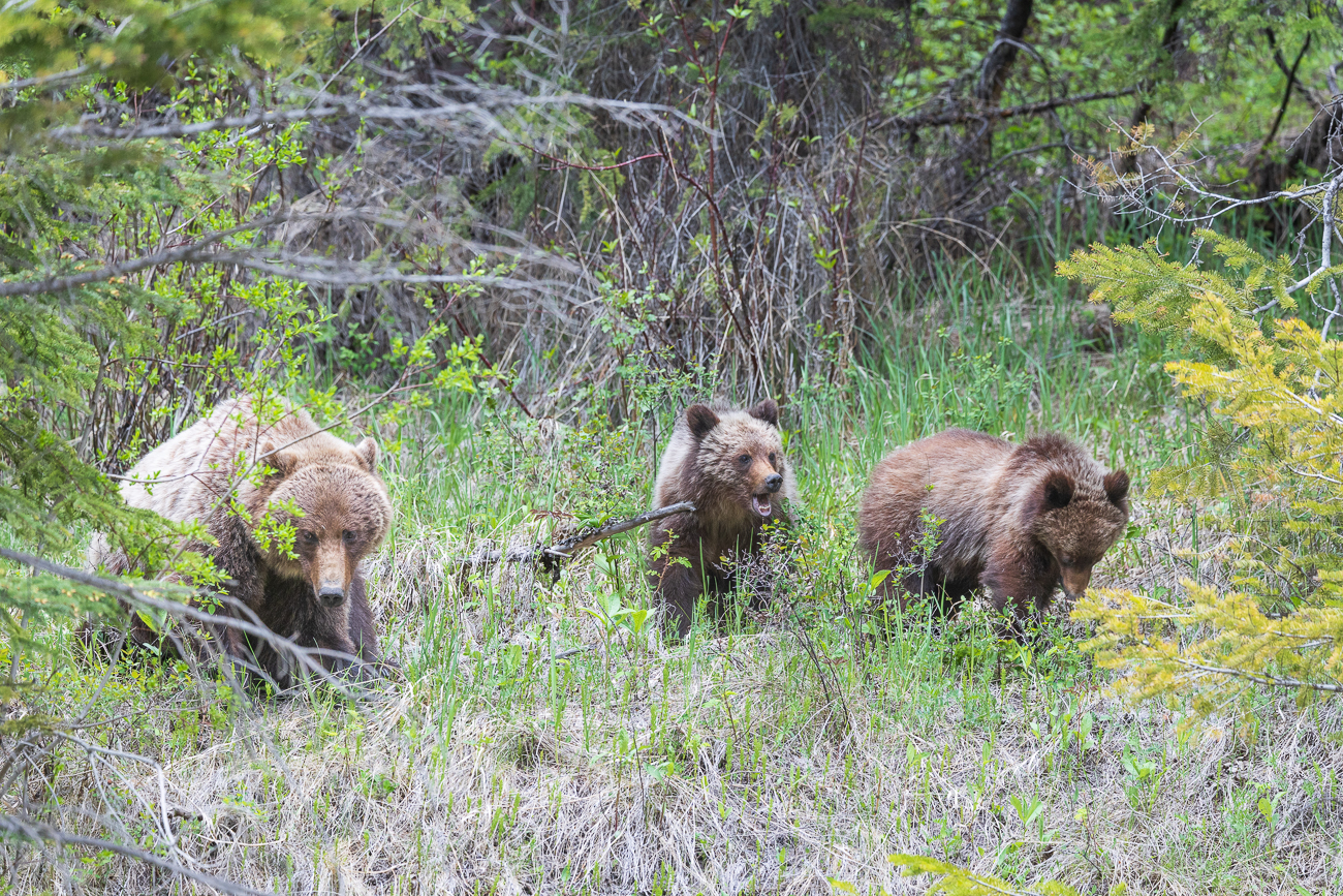 Leider stehen wir ungünstig am Straßenrand und müssen durch die Frontscheibe fotografieren